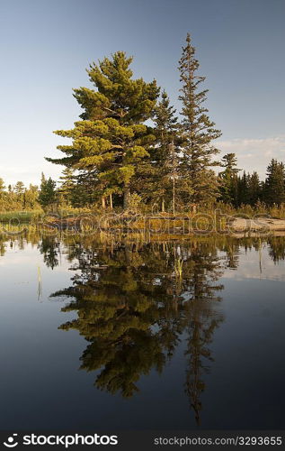 Evergreen trees along shoreline at Lake of the Woods, Ontario