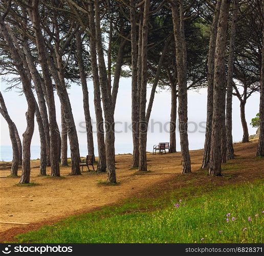 Evergreen trees and benches on summer blossoming shore.