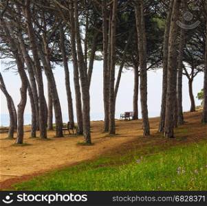 Evergreen trees and benches on summer blossoming shore.
