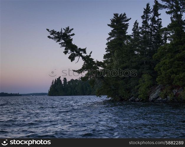 Evergreen Trees at the lakeside, Lake Of The Woods, Ontario, Canada