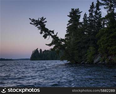 Evergreen Trees at the lakeside, Lake Of The Woods, Ontario, Canada