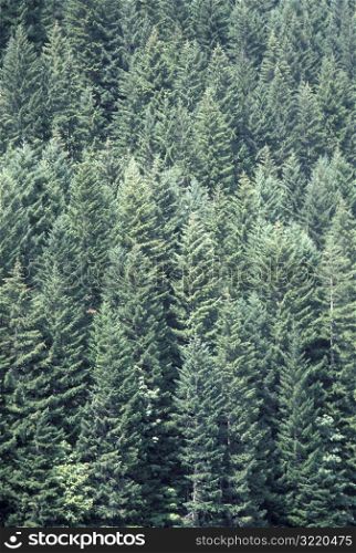 Evergreen Trees in a Forest