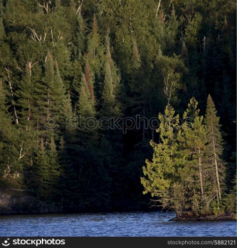 Evergreen Trees in a forest at the lakeside, Lake Of The Woods, Ontario, Canada
