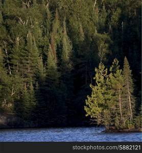 Evergreen Trees in a forest at the lakeside, Lake Of The Woods, Ontario, Canada