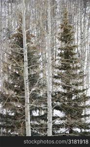 Evergreen trees in bare winter forest with snow covered ground.