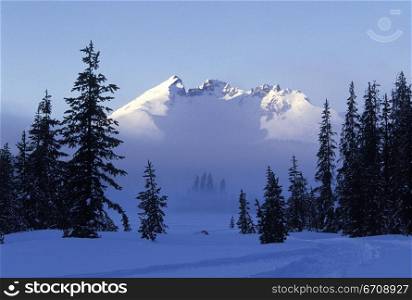 Evergreen trees in front of a mountain