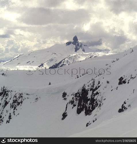 Evergreen Trees on Mountain Slope Whistler