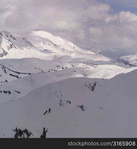 Evergreen Trees on Mountain Slope Whistler