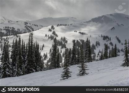 Evergreen Trees on snow covered mountain, Whistler, British Columbia, Canada