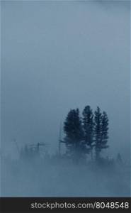Evergreen trees shrouded in mist and fog along Yellowstone River in America&rsquo;s first national park. Vertical image with copy space at top in blue hues of cold, foggy morning.
