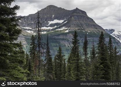 Evergreen trees with mountain range in the background, Going-to-the-Sun Road, Glacier National Park, Glacier County, Montana, USA