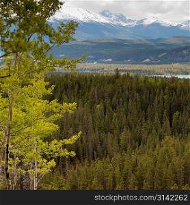Evergreen trees with mountain range in the background, Jasper National Park, Alberta, Canada