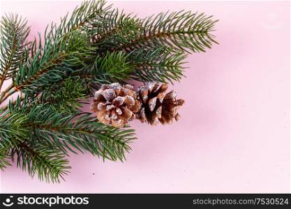 Evergreen twigs on pink background with copy space. Evergreen twigs on pink
