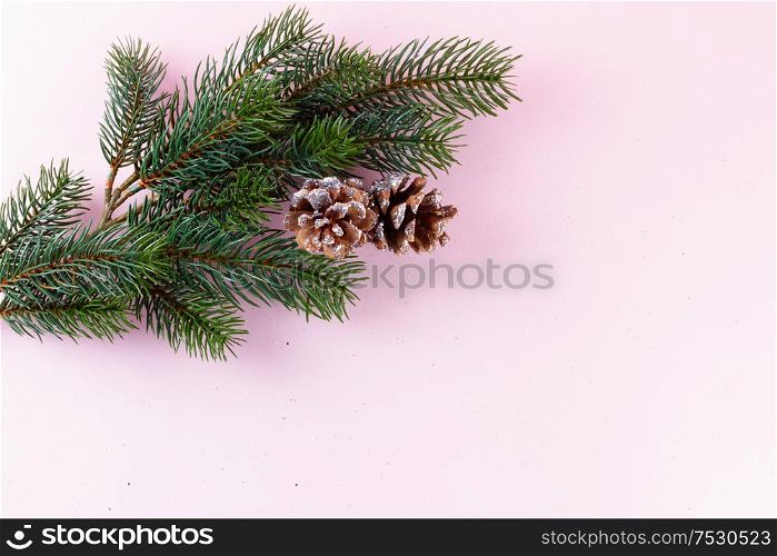 Evergreen twigs on pink background with copy space, top view. Evergreen twigs on pink