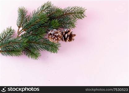 Evergreen twigs on pink background with copy space, top view. Evergreen twigs on pink