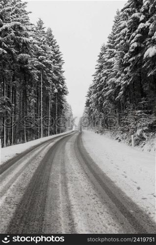 evergreen winter forest road