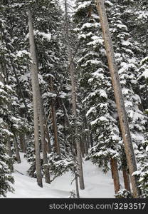 Evergreens covered with snow in Vail, Colorado