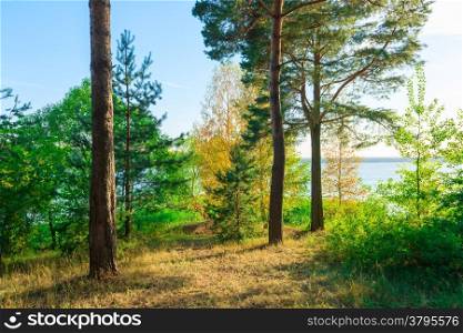Evergreens on the lakeside beautiful landscape