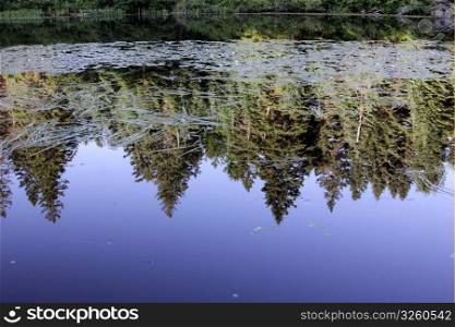 Evergreens reflecting in Pog Lake, in Algonquin Park Ontario, Canada.. Evergreen Reflection