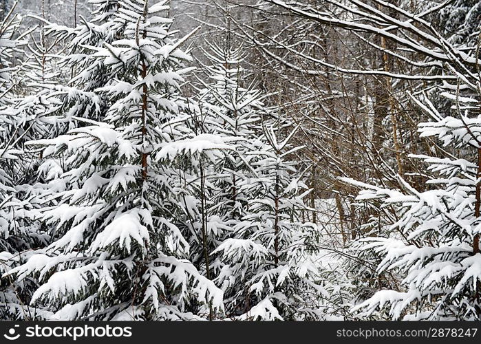 evergreens trees covered in blanket of winter snow.