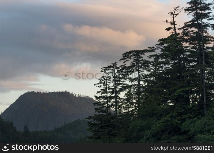 Evergreens with mountain in the background, Skeena-Queen Charlotte Regional District, Haida Gwaii, Graham Island, British Columbia, Canada