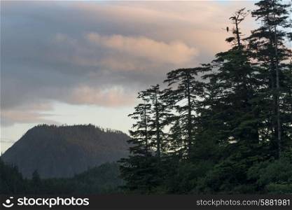 Evergreens with mountain in the background, Skeena-Queen Charlotte Regional District, Haida Gwaii, Graham Island, British Columbia, Canada