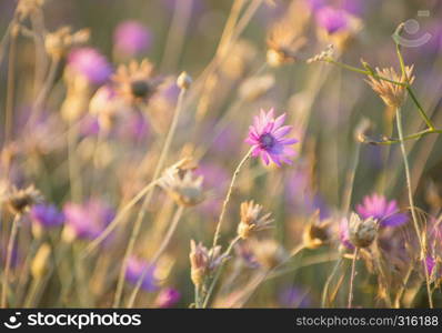 Everlasting, Immortelle or Xeranthemum annuum