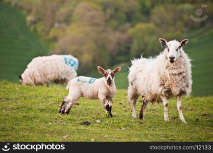 Ewe sheep and Spring lamb in field