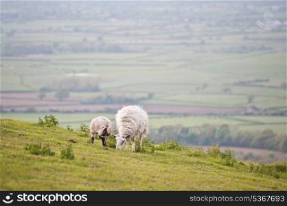 Ewe sheep and Spring lamb in field