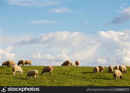 ewes eating in the field under the blue sky