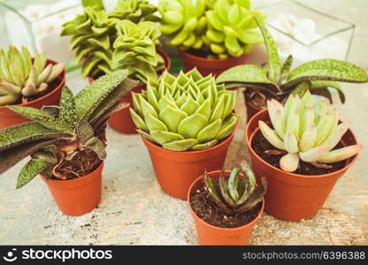 Excellent group of various succulents in pots. Garden decoration for the soul. The Succulents - little happiness