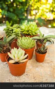 Excellent group of various succulents in pots. Garden decoration for the soul. The Succulents - little happiness