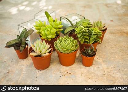 Excellent group of various succulents in pots. Garden decoration for the soul. The Succulents - little happiness