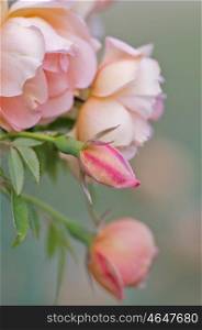 excellent image of pink roses at varying stages. pink roses