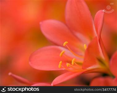 excellent red orange flower with extreme shallow dof . red orange