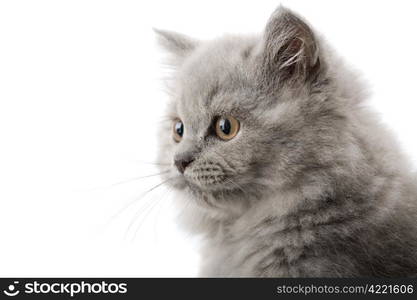 excited british kitten isolated