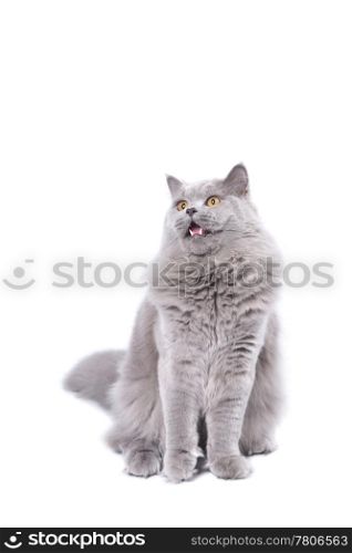 excited british kitten isolated