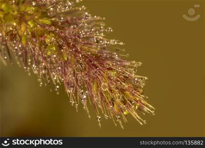 Exciting macro of dew drops on blade of grass