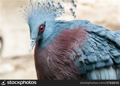 Exotic Bird (Goura Victoria)