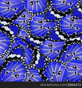 exotic blue of butterfly wing as nature background