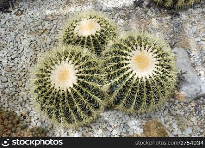 "Exotic cactus "Echinocactus grusonii" (Nikitskiy a botanical garden of peninsula Crimea)"