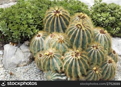Exotic cactus growing in stone ground (Nikitskiy a botanical garden of peninsula Crimea)