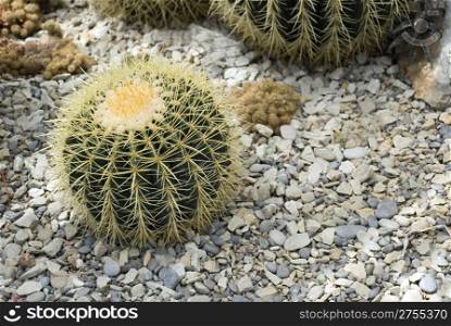 Exotic cactus growing in stone ground (Nikitskiy a botanical garden of peninsula Crimea)
