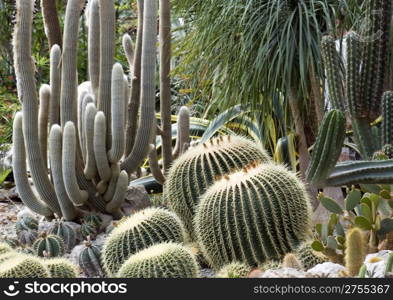 Exotic cactus (Nikitskiy a botanical garden of peninsula Crimea)