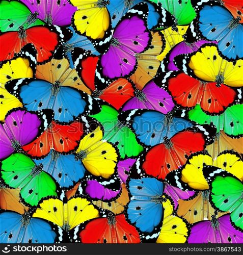 exotic color butterfly as background or texture