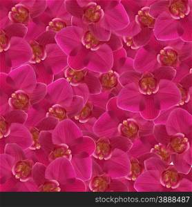 exotic color orchid flower as floral background&#xA;