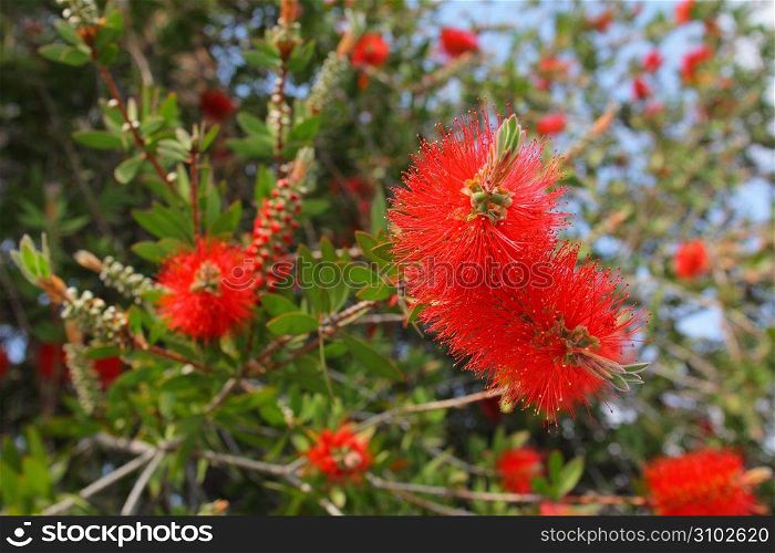 exotic colourful flower