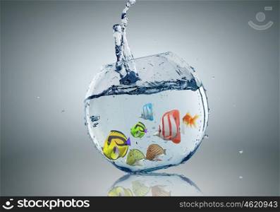 Exotic fish. Exotic fish in round aquarium with clear blue water