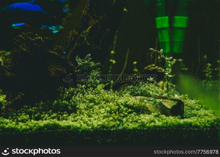 Exotic fish in a collector’s aquarium