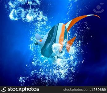 Exotic fish in water. Exotic tropical fish in clear crystal blue water